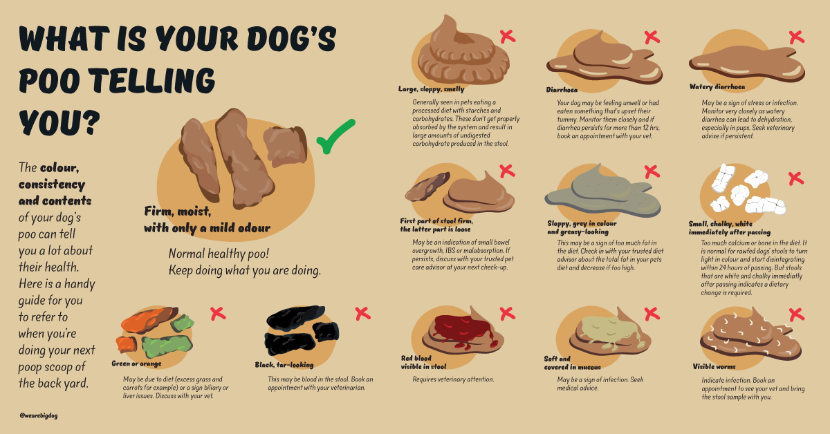 Whatâs your dogâs poo telling you?