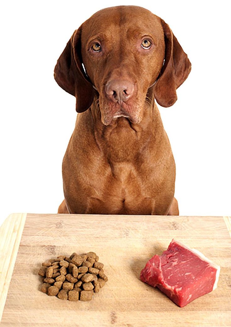 Whats The Beef About Raw Diets for Dogs