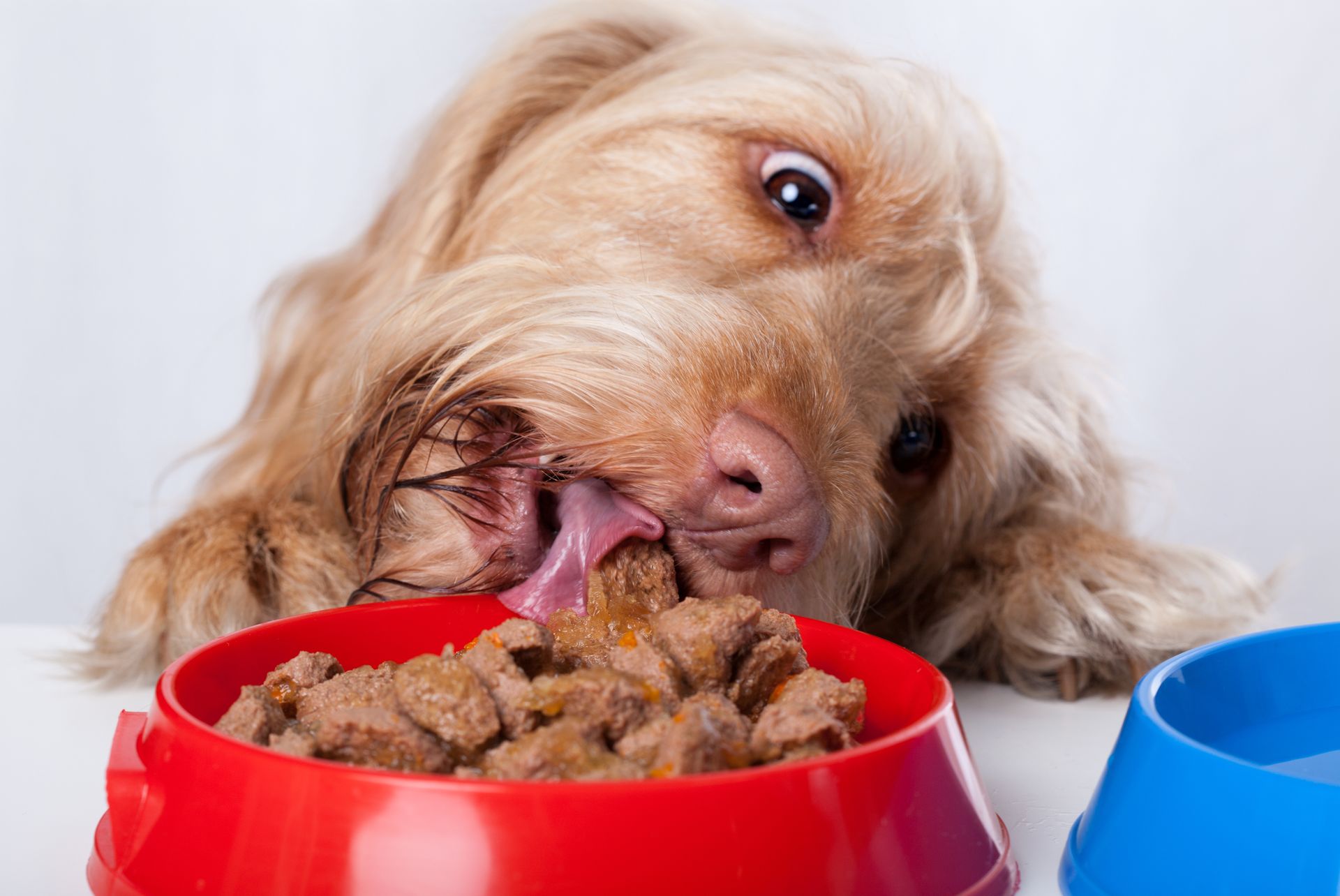 Whats the Best Tasting Dry Dog Food for Your Pet?