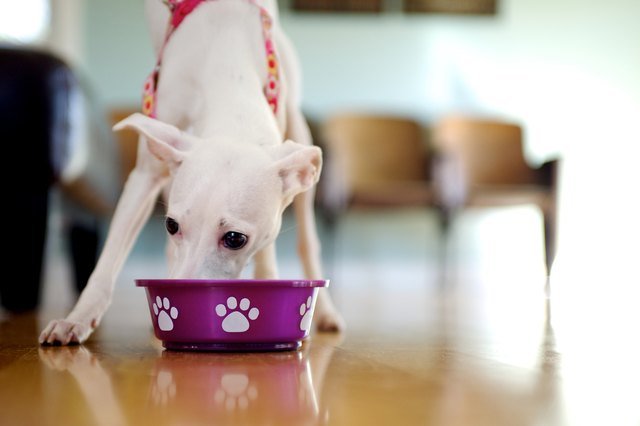 When Can Puppies Start Eating Dry Puppy Food?