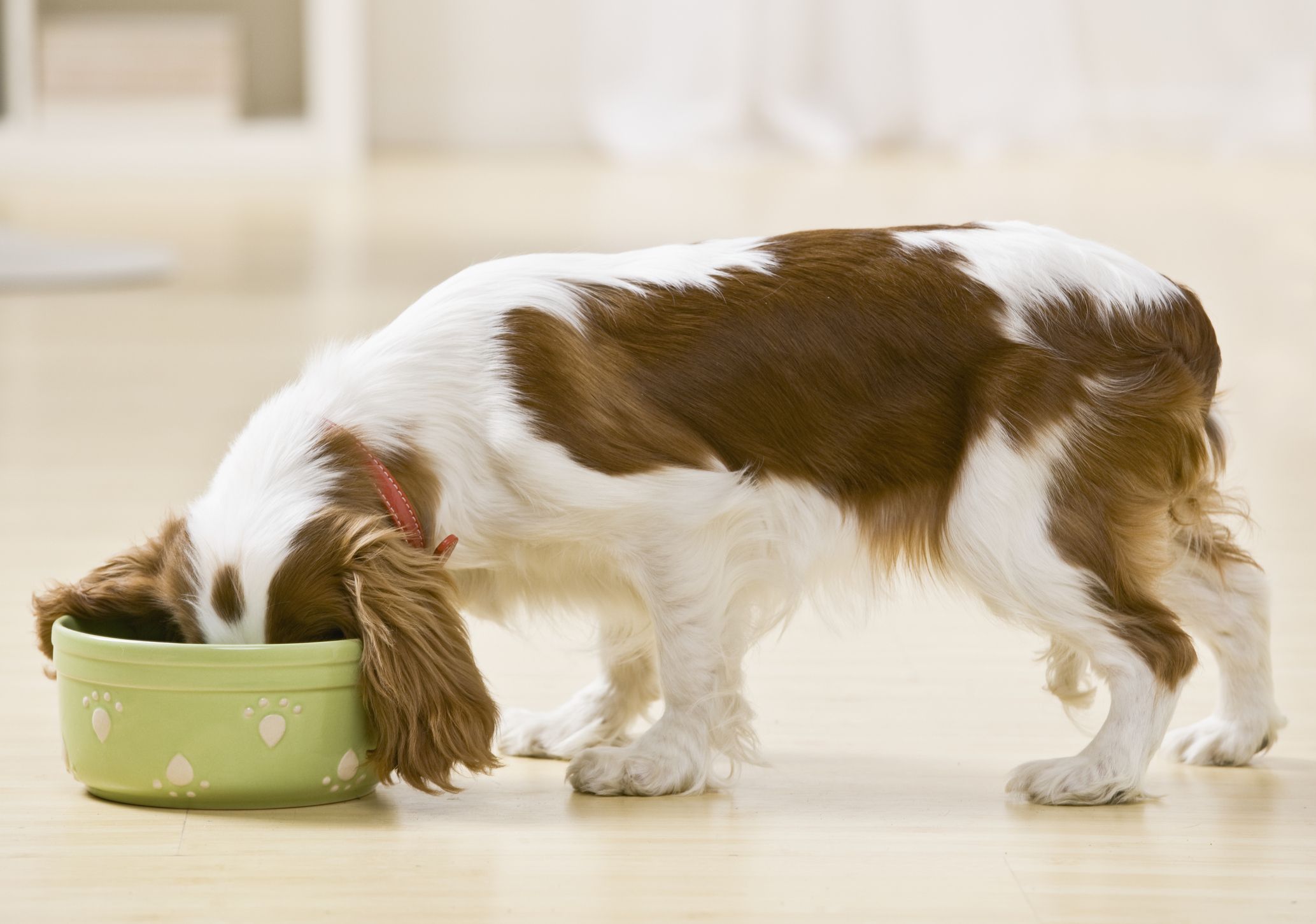 When Should Puppies Start Eating Regular Dog Food
