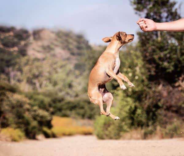Why Do Dogs Jump Around Their Treats?
