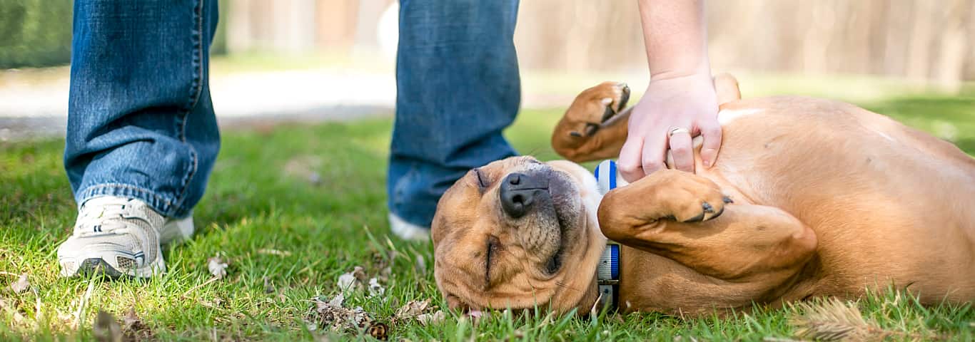 Why Do Dogs Like Belly Rubs? (And What If My Dog Doesn