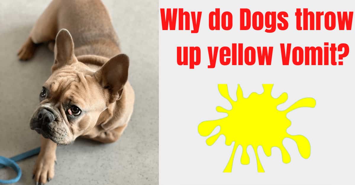 Why do dogs throw up yellow Vomit? [Causes and Treatment]