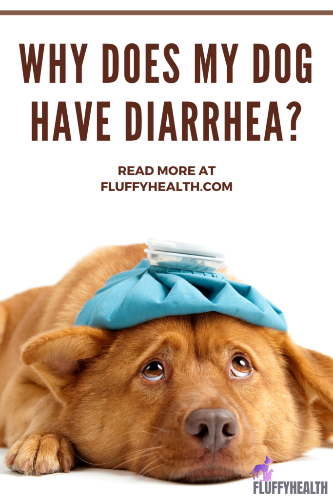 Why Does My Dog Have Diarrhea? 9 Underlying Diseases ...