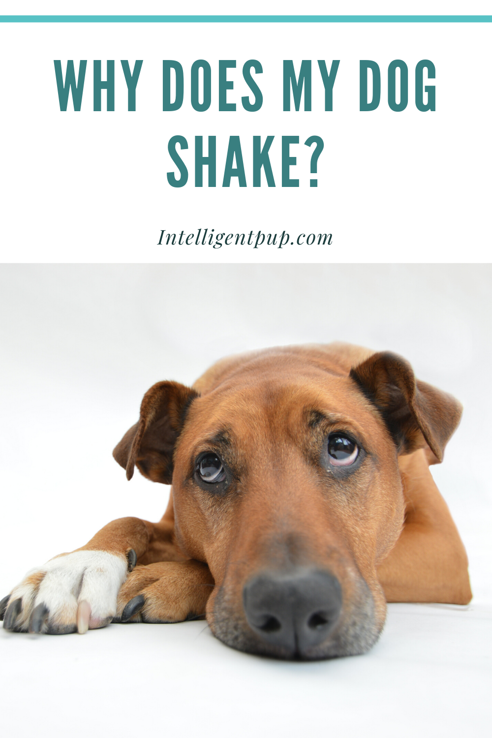 Why Does My Dog Shake? in 2020