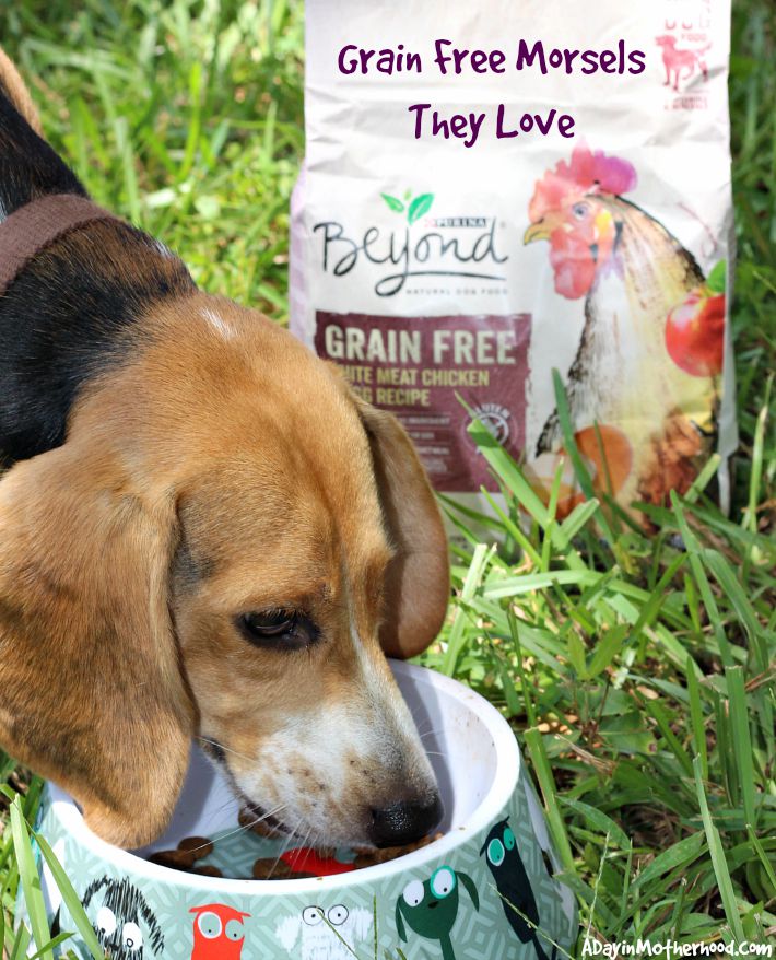Why I Feed My Dogs Grain Free Dog Food