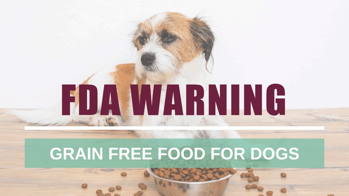 Why Should I Feed My Dog Grain Free Food
