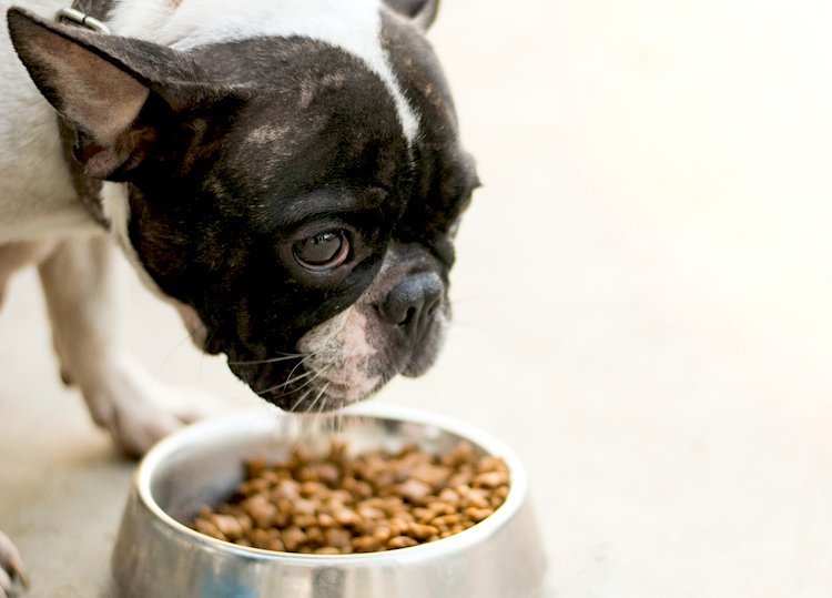 Why Switching Dog Food Should Be Done Gradually