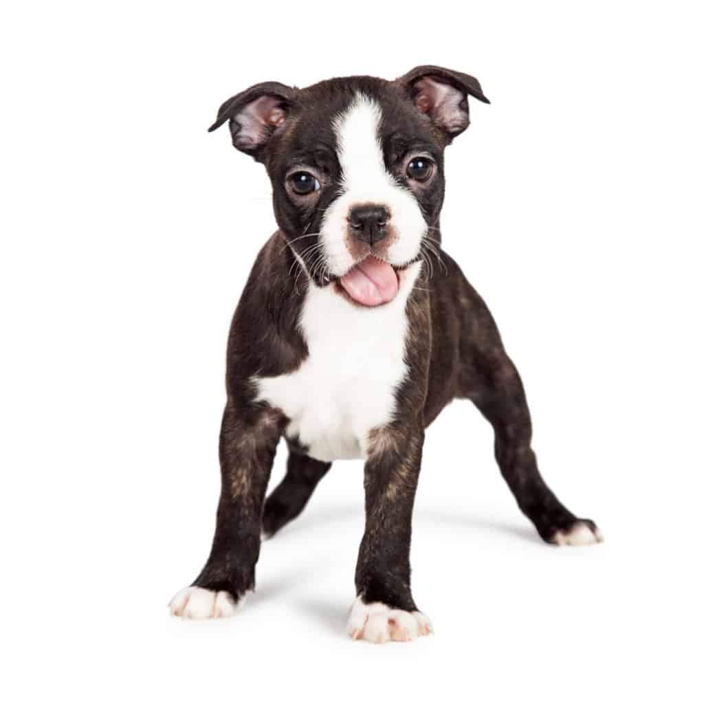 ð¦´ Best Food for Boston Terrier Puppy &  Adult 2020 ð¦´ GoodPuppyFood