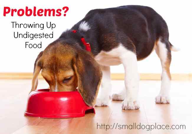 Your dog throwing up undigested food? Reasons and Solutions